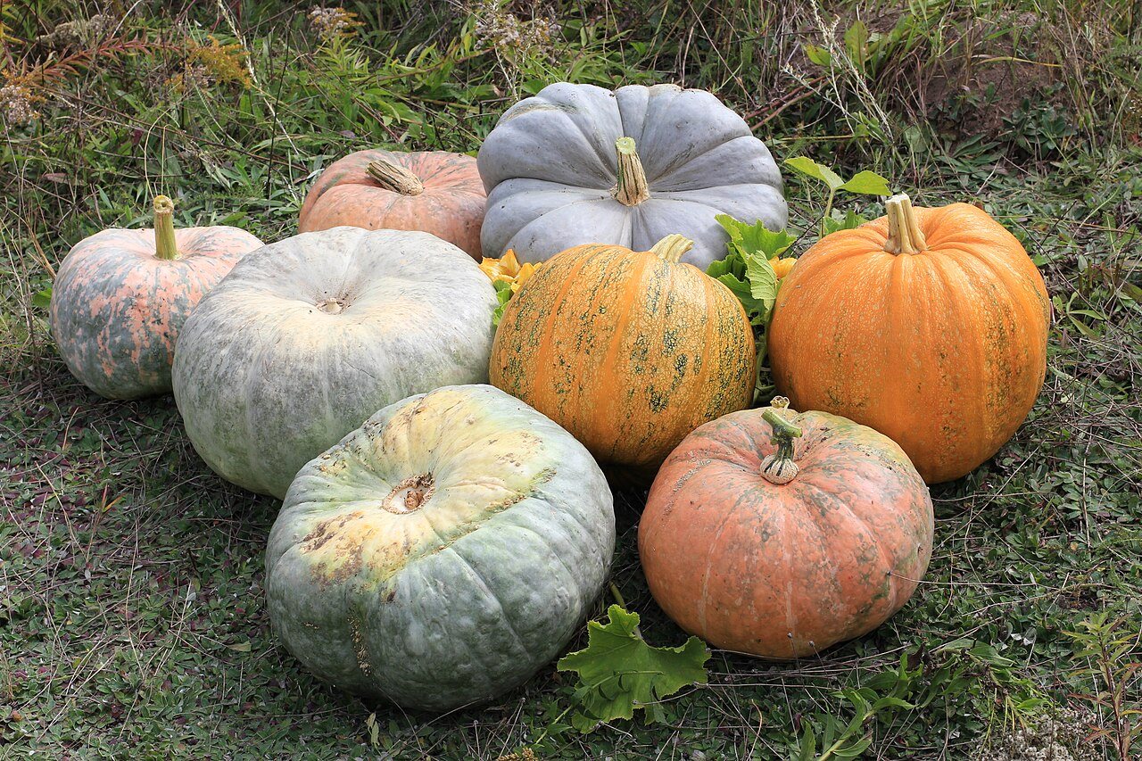 A group of orange, green and grey pumpkins and winter squash sitting on grass